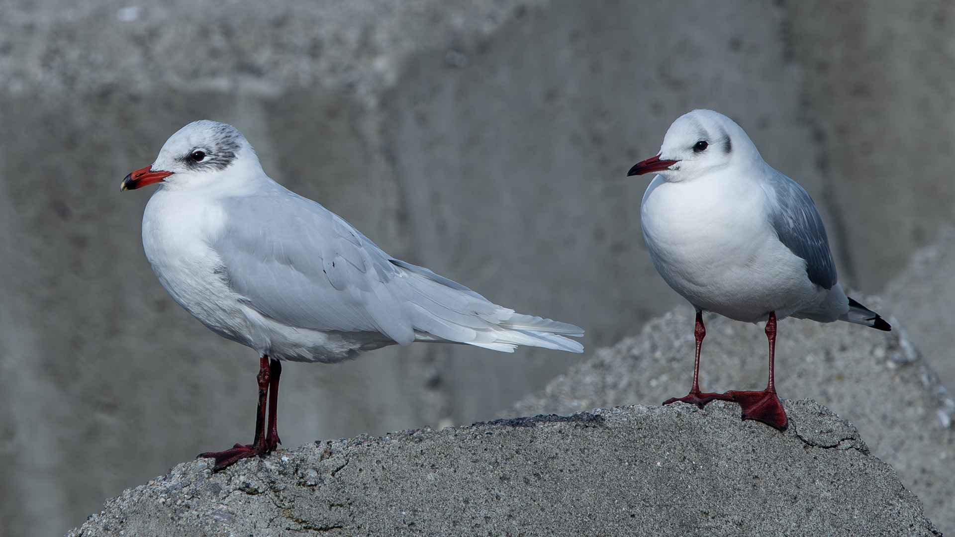 Mediterranean Gull